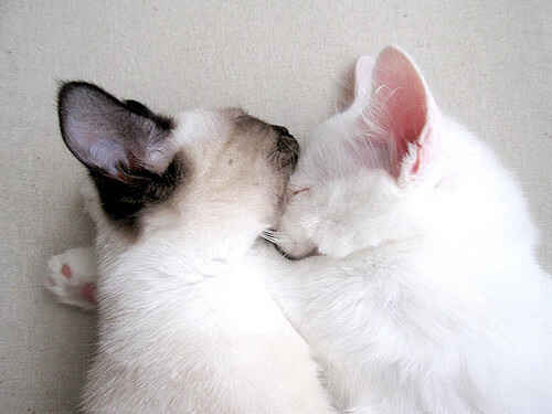 NBA联盟商业合作伙伴策略调整路径分析，nba联盟股份属于谁