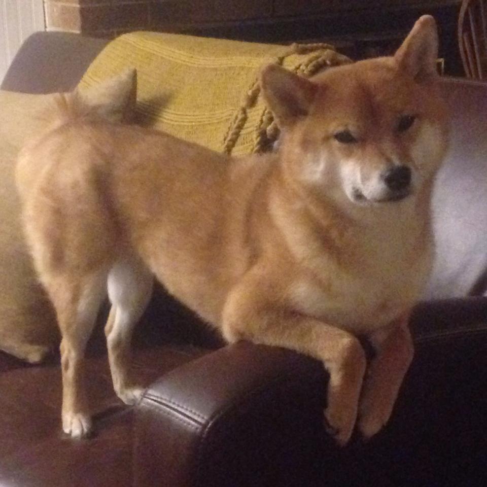 切尔西将加强替补席深度，切尔西引援2020