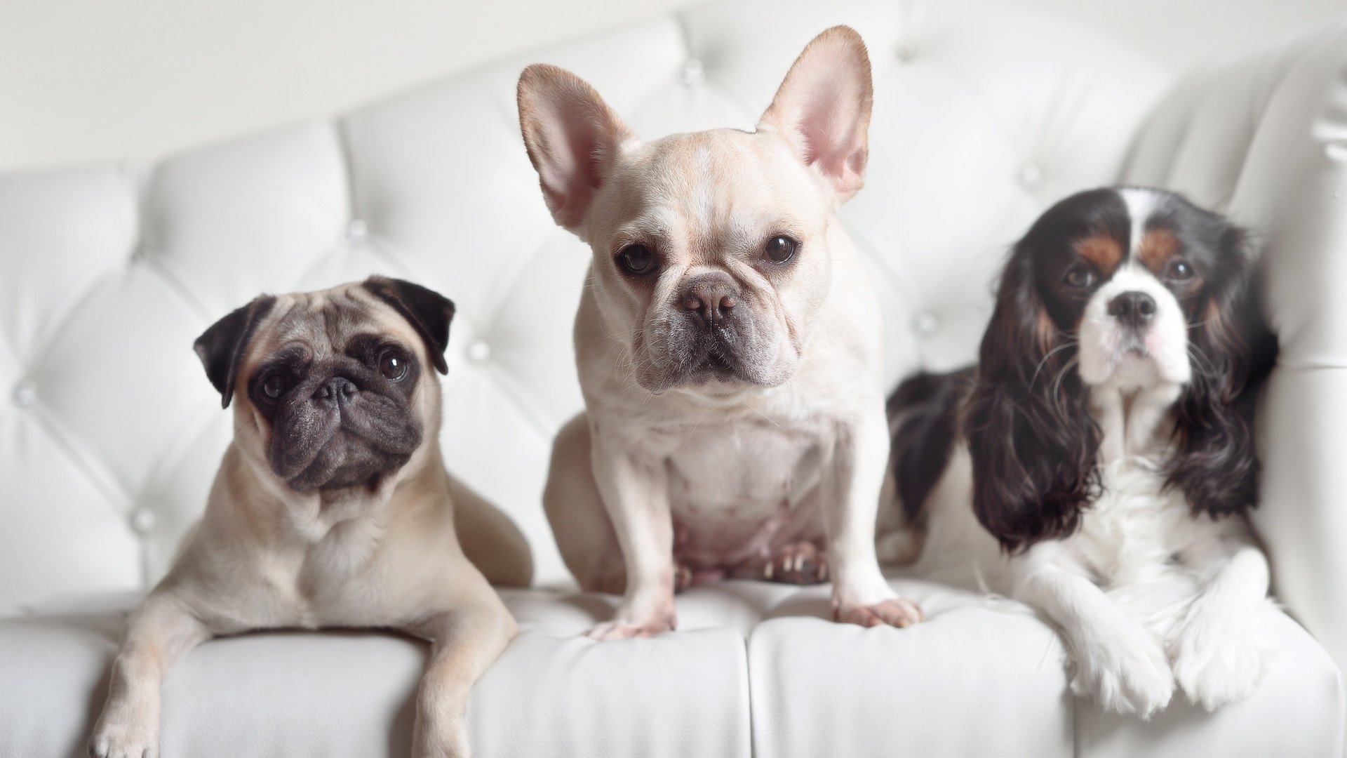 北京鸭侧翼球员提升命中率打破得分僵局，北京鸭的羽毛