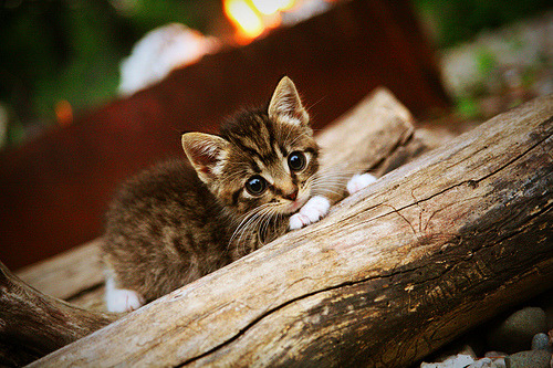 各大联赛技战术风格是否正在趋于统一，五大联赛技术特点