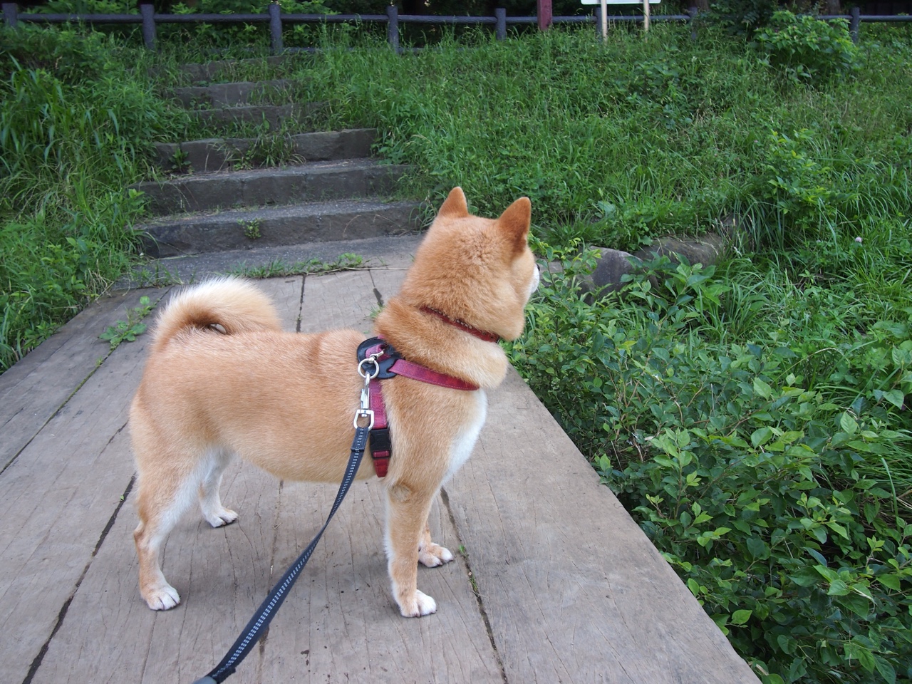 开云下载-基层足球发展资金短缺问题，基层足球发展资金短缺问题有哪些