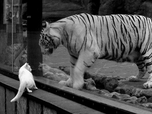 德国队在2024年混合团体世界杯中的战术创新，德国队晋级世界杯