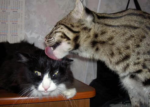 王者荣耀赛场节奏变化快选手临场应变成重点，王者荣耀节奏变快了吗