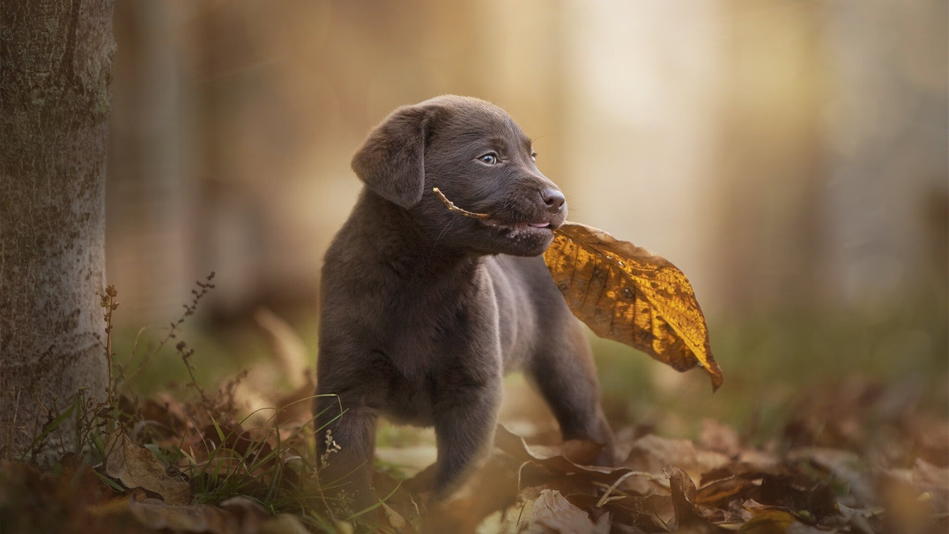 开云官网登录-羽毛球国家队测试战术适应能力模型，国家队羽毛球体能测试