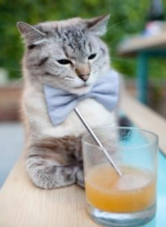 辽宁飞豹季后赛豪取多场大胜实力强劲,辽宁飞豹现役球员