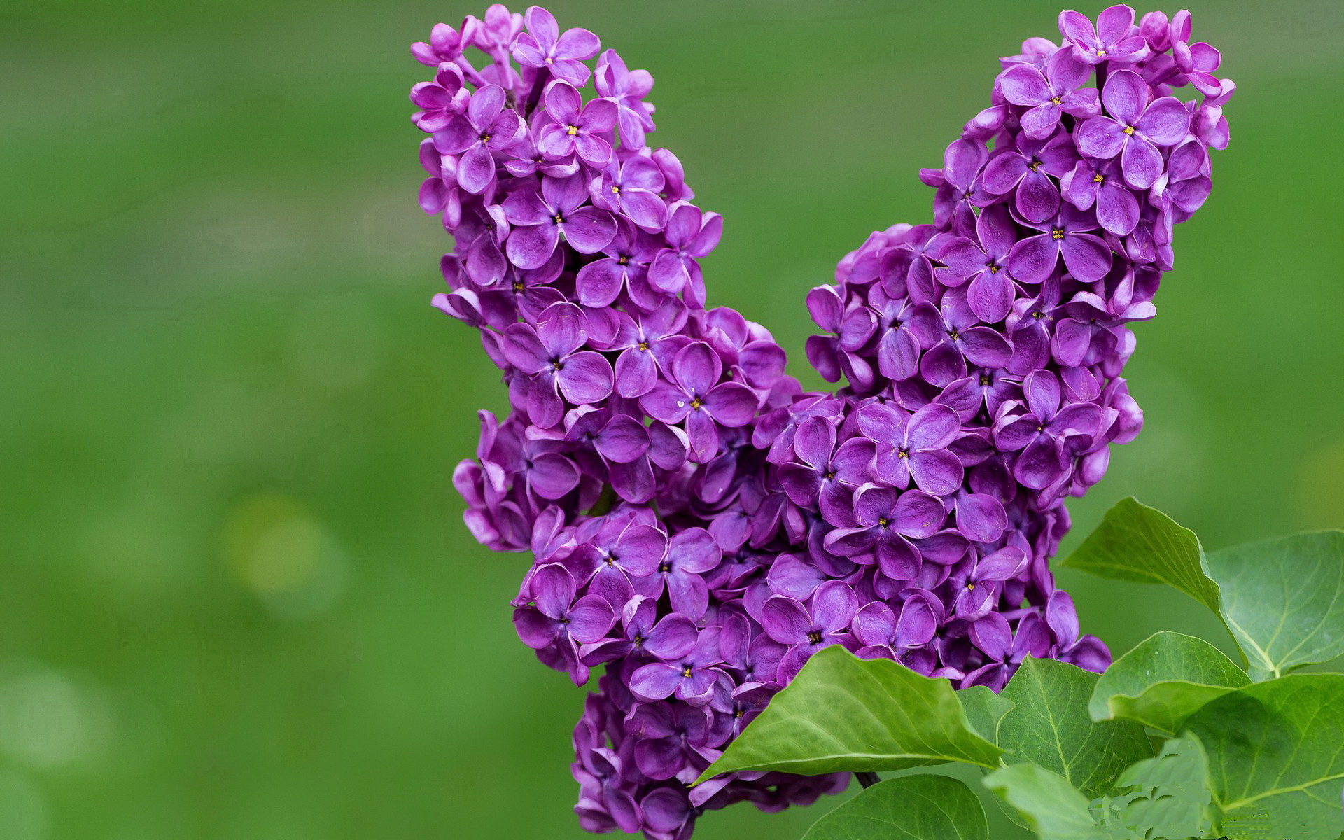 勇士小前锋完成绝杀后泪洒球场,勇士第七顺位小前锋