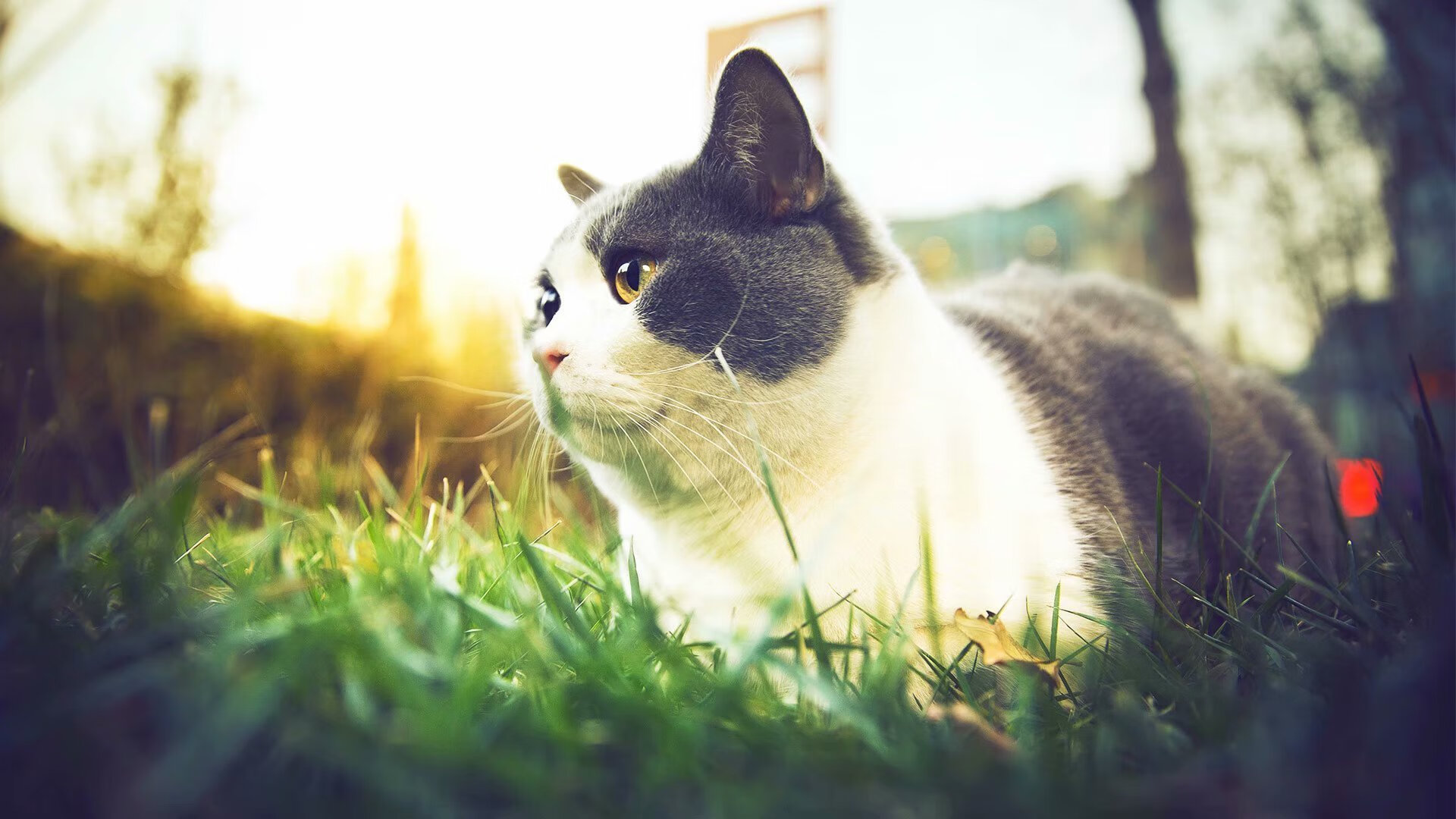 塞尔·拉恩：迅猛的速度和突破能力，让他成为全黑队进攻的杀手锏