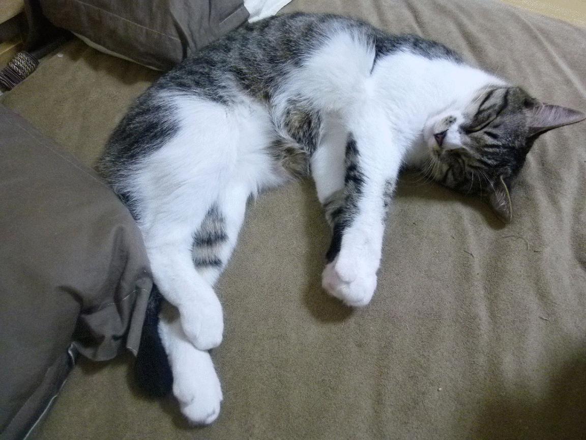 kaiyun.com-澳大利亚橄榄球赛事的转播权价值激增，全球关注度不断上升，一场令人激动的澳式橄榄球比赛