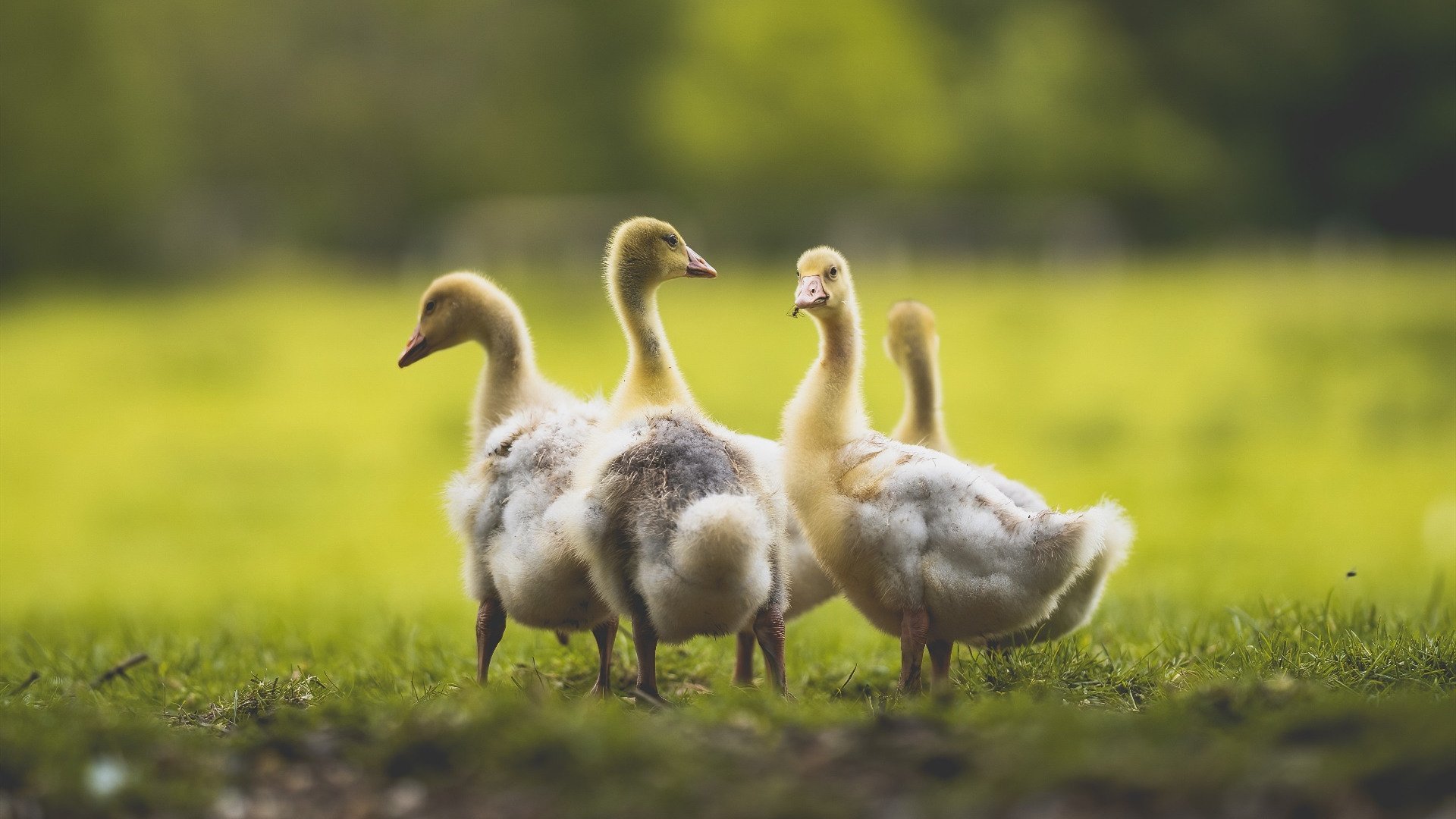 开云官网APP下载-西甲攻防盛宴：精彩瞬间不断演绎！，西甲榜首大战