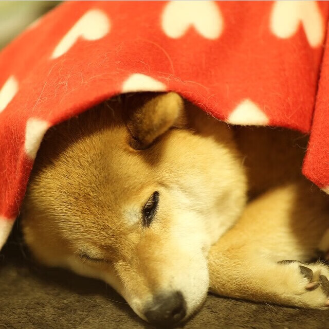 开云·体育官方网站入口-赛尔·阿尔斯塔的防守风采，确保南非队无往不利，阿尔赛斯战役